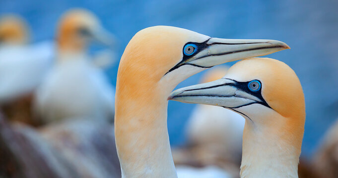 Two Northern Gannets (Morus bassanus) touching beaks to greet each other, Heligoland, Schleswig-Holstein, Germany