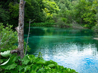 lake in the forest