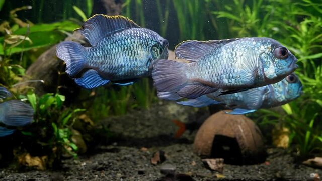 old female followed by a male in a group of adult electric blue acaras, tranquil freshwater cichlid fish in natural aquarium, beautiful and peaceful artificial breed species