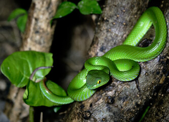 Beautiful large eyed viper ready to hunt at night