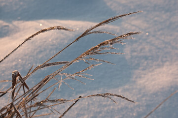 winter still life. grass covered with frost in winter on a background of white snow