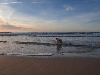 Dog golden retriever bathing in ocean sea water during sunset