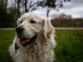 happy golden retriever puppy dog layed on grass with blured background