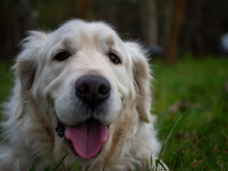 happy white golden retriever puppy dog layed onm grass with blured background	