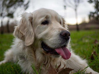 happy white golden retriever puppy dog layed onm grass with blured background	
