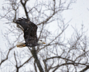 Bald Eagle Flying Through Snow