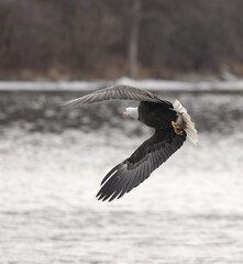Eagle Fishing over a River