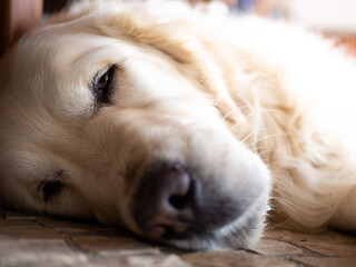 Golden retriever puppy sleeping, looks like dying