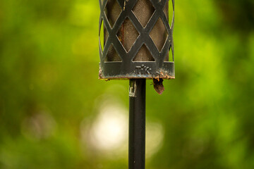 Anole lizard peeking out of citronella lantern 02