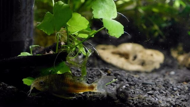 Corydoras catfish rest on black gravel substrate of nature design aquarium, cute and timid freshwater species from acidic blackwater habitats hide in shade