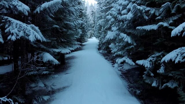 Flying through a pristine snowy forest path. 4K 24FPS.