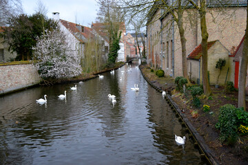 Fototapeta premium Canal with swans in the village of Brugge in Belgium