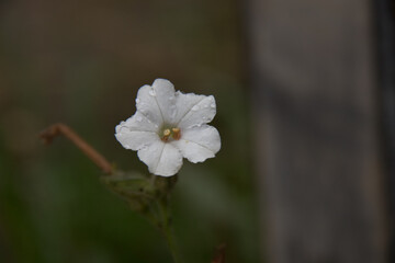 white flower in the morning dew