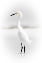 Egret on the beach
