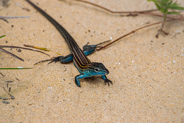 Blue Lizard