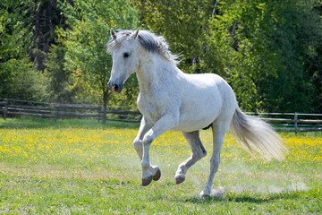 Fototapeta na wymiar White horse in the paddock on a sunny day