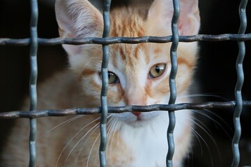 small kitten is sitting behind a fence in the shelter and waiting for new humans