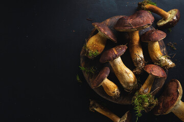 Wild mushrooms on dark background
