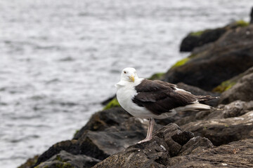 A Great Black Backed Seagull