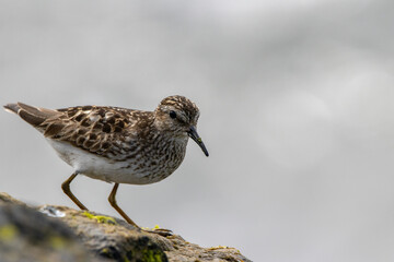 A Least Sandpiper