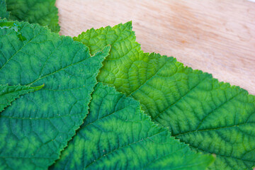 Background of fresh green leaves of black currant. Foliage of black currant bush
