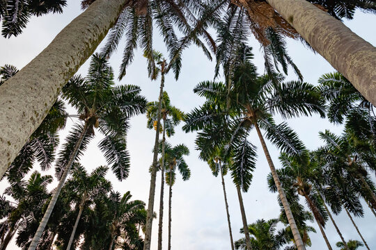 trees in Caicedonia Valle del Cauca