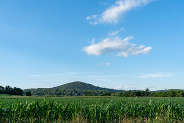 Corn Fields and Mountains
