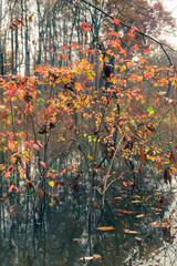 Beautiful red autumn leaves in a forest beside a lake