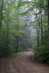 Obraz premium Dirt Road in Foggy Forest