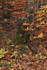 autumn leaves on the ground