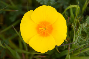 Fototapeta premium Single orange california poppy flower overhead .