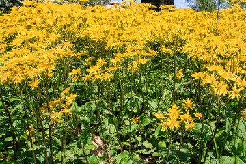 Group of Yellow Flowers with Green Foliage