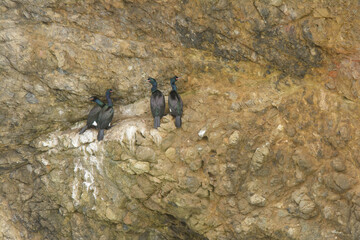 Cormorant birds nesting on ocean cliff face rookery .