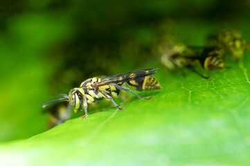 wasp,nest, yellow, dangerous, insect, nature, sting, macro, wildlife, vespula, danger, animal, pest, fly, hymenoptera, black, wild, honeycomb, colony, bee, hive, nobody, outdoor,  cell, striped, preda