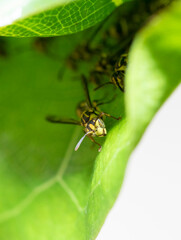 wasp,nest, yellow, dangerous, insect, nature, sting, macro, wildlife, vespula, danger, animal, pest, fly, hymenoptera, black, wild, honeycomb, colony, bee, hive, nobody, outdoor,  cell, striped, preda