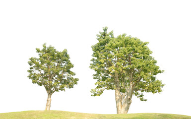 Fototapeta na wymiar Green trees on green grass isolated on white background