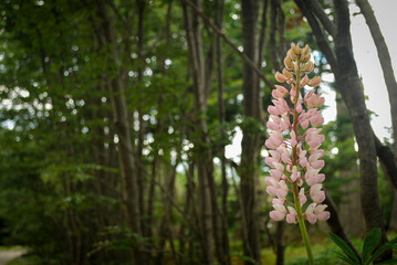 Lupine flower in Ushuaia, Tierra del Fuego, Argentina. Plants that can be found in Tierra del Fuego National Park..