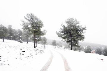 Paisaje nevado con niebla en la Sierra del Gigante - Lorca, Murcia (España)