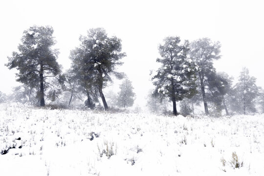 Couleuvrine Bilder Durchsuchen 77 Archivfotos, und