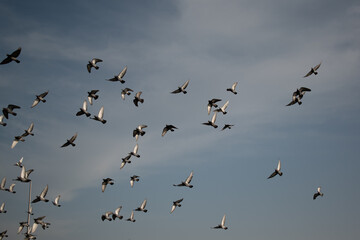 Birds in flight