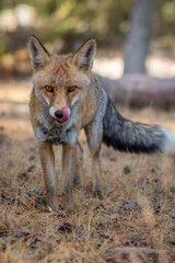 Retrato de zorro en el bosque - Cazorla,. España