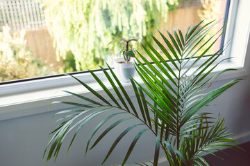 close-up of palm trees and frangipani plants in pots indoor on window seal with tropical backyard bokeh