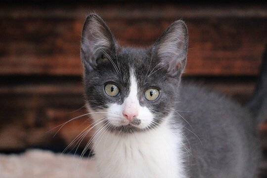beautiful small gray and white kitte head portrait who is looking into the camera