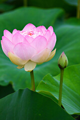 蓮の花とつぼみ