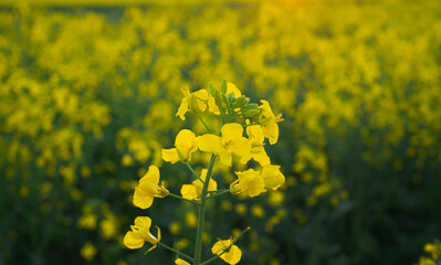 Fototapeta premium Closeup Canola flower with field in background