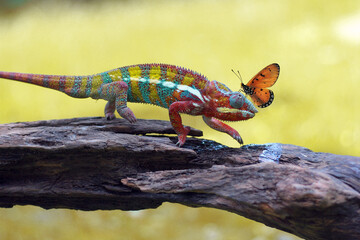 Chameleon Phanter