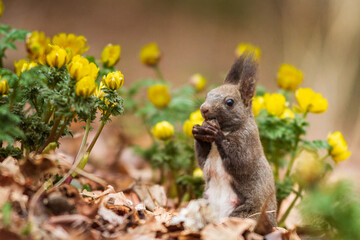 エゾリスとフクジュソウ