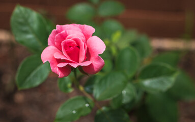 pink rose in garden