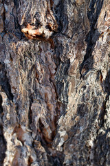 Brown grey aging scaly furrowed ridge bark of Singleleaf Pinyon, Pinus Monophylla, Pinaceae, native perennial evergreen tree in Joshua Tree National Park, Southern Mojave Desert, Winter.