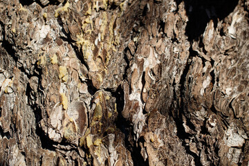 Brown grey aging scaly furrowed ridge bark of Singleleaf Pinyon, Pinus Monophylla, Pinaceae, native perennial evergreen tree in Joshua Tree National Park, Southern Mojave Desert, Winter.